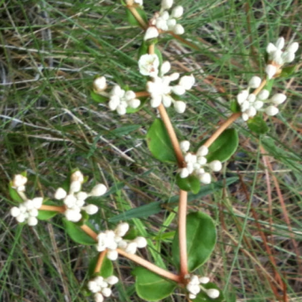 Dogtongue Buckwheat, Wild Buckwheat. Project Noah