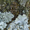 Three different lichens