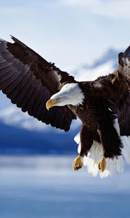 Eagle Live Wallpaper(圖3)-速報App