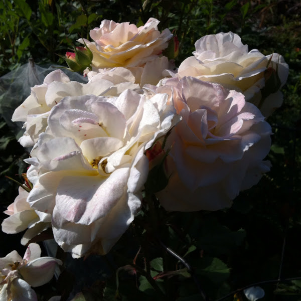 White rose | Project Noah