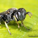 Square-headed Wasp