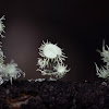 Lichen Usnea florida