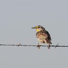 Eastern meadowlark