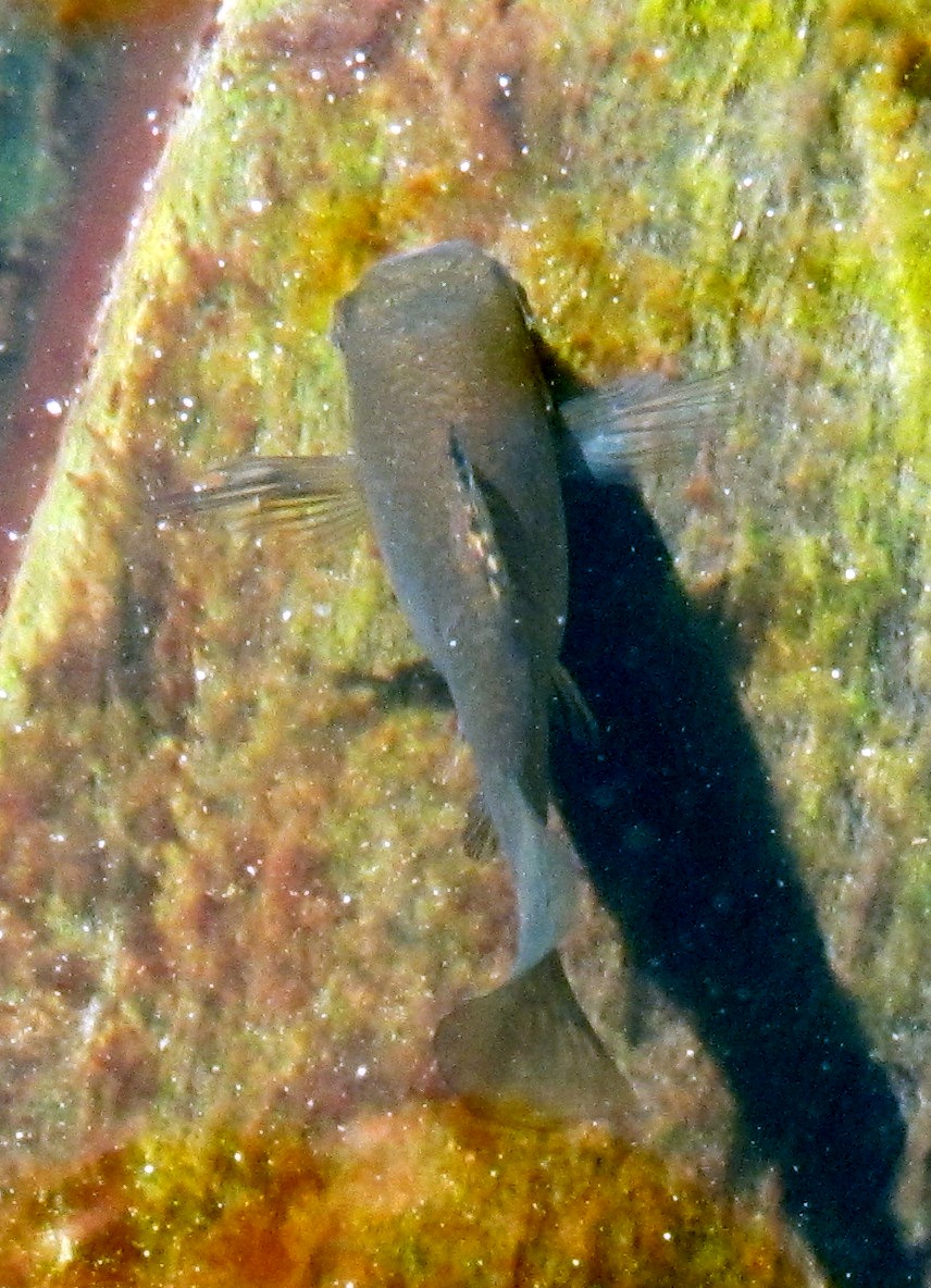 Shortfin molly