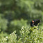 Red-winged Blackbird