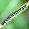 Forest tent caterpillar