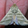 Tobacco Budworm Moth - Hodges#11071