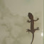 Four clawed gecko