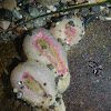 Anthopleura elegantissima, aggregating anemone
