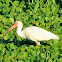 American White Ibis