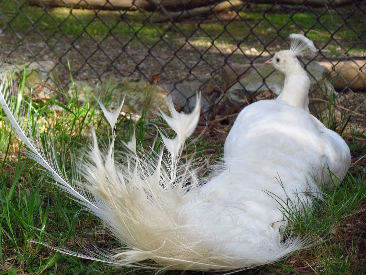 White Indian Peacock