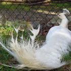 White Indian Peacock