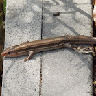 Broad-headed Skink