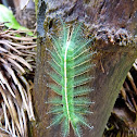 Baron butterfly caterpillar