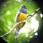 Gartered (Northern Violaceous) Trogon (male)