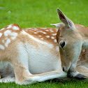 Fallow Deer