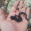 Western slimy salamander