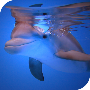Dolphins HD Live Wallpaper.apk 2.0