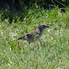 Chipping Sparrow