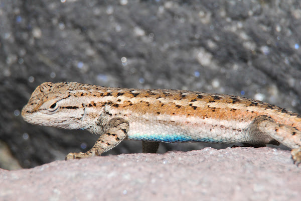 southwestern-fence-lizard-project-noah