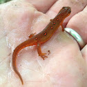 Red Spotted Newt, Eastern Newt