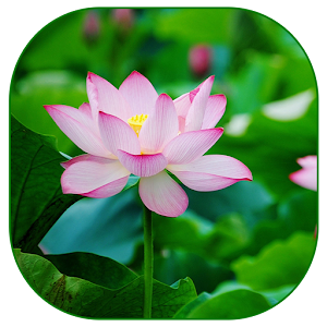 Lotus Live Wallpaper.apk 1.3