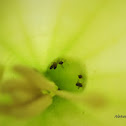 Bugs inside flower