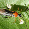 Mosquito bug (fitossuccívoro)  Monalonion sp.