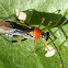 Mosquito bug (fitossuccívoro)  Monalonion sp.