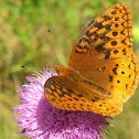 Great Spagled Fritillary