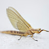 Golden mayfly