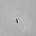 Swallow-Tailed Kite
