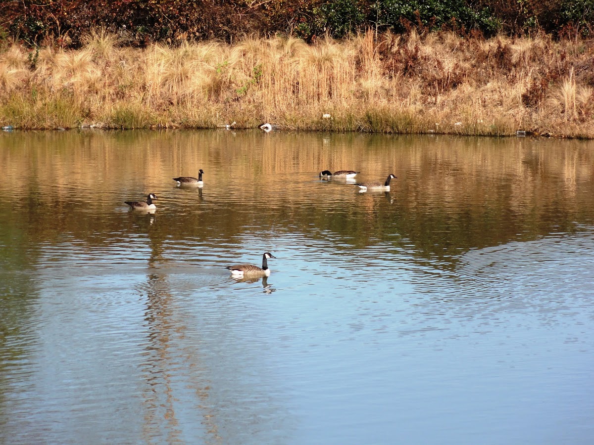 Canada Goose