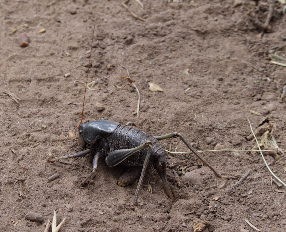 Mormon Cricket Project Noah