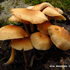 Gilled Mushroom