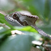 Serrated casque-headed iguana