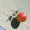 Tiny gall parasitising wasps