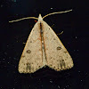 Dead-wood borer moth