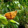 Borboleta folha-seca (Dry leaf butterfly)