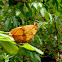 Borboleta folha-seca (Dry leaf butterfly)