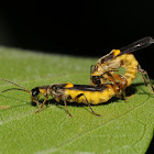 Yellow-spotted soldier beetles (mating)