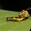 Yellow-spotted soldier beetles (mating)