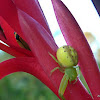 Leek-green Flower Spider