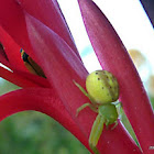 Leek-green Flower Spider