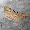 Dark-tipped Bark Moth