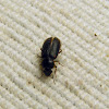 Darkling Beetle