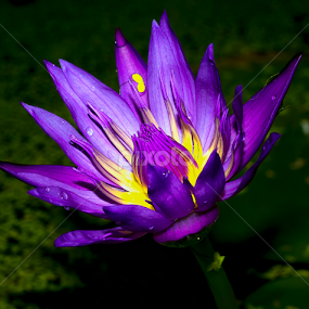 by Kokien Photography - Flowers Single Flower