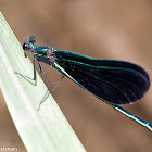 Ebony Jewelwing