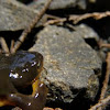 rough skin newt