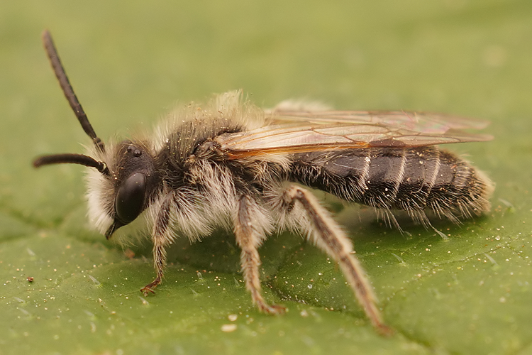 Andrena argentata